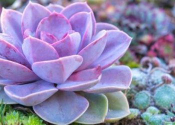 How succulent plants enhances The home beauty