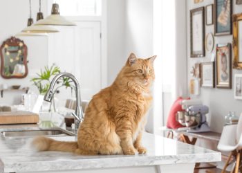 How to Keep Your Cat off the Counters