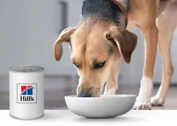 WHY YOU NEED TO MAKE THE SWITCH TO CANNED DOG FOODS