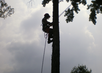 Why Should An Arborist Trim My Trees?