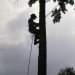 Why Should An Arborist Trim My Trees?
