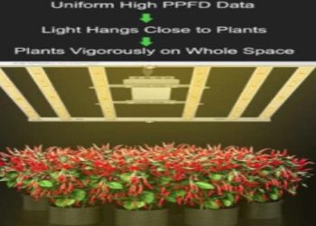 5 Things to Consider When Choosing Green Grow Lights