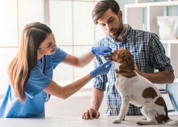 The True Cost of the Most Common Pet Illnesses