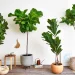 Choosing Artificial Plants for Your Business