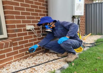 The Impact of Pest Infestations on Point Cook Homes: Why Professional Help is Essential