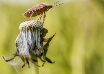 Your Beautiful Lawn in Coral Springs is Threatened by These Insects…