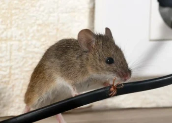 Top 8 Reasons Why Rats Are Smart Pests