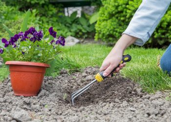 Designing a Drought-Resistant Garden: Embracing Australia’s Climate