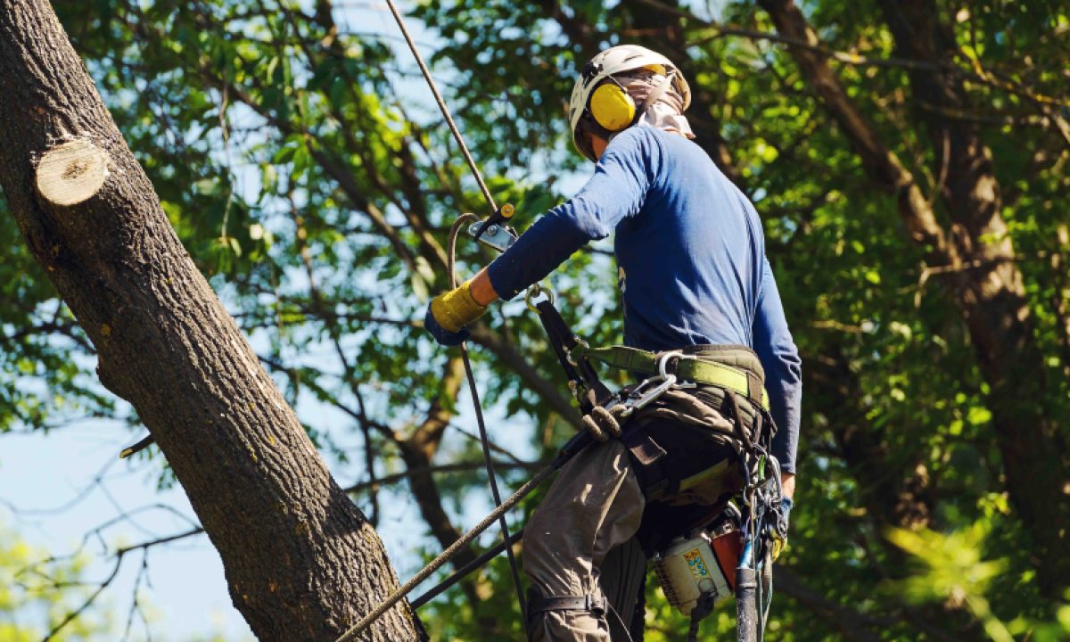 Becoming a Sales Arborist: Blending Tree Expertise with Professional Outreach